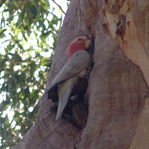 Wild Galah (Eolophus roseicapilla) nesting in a huge Eucalyptus tree at the