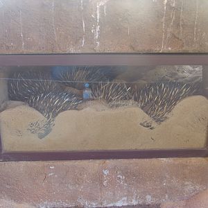 Sleeping den of the Short-beaked Echidnas (Tachyglossus aculeatus)