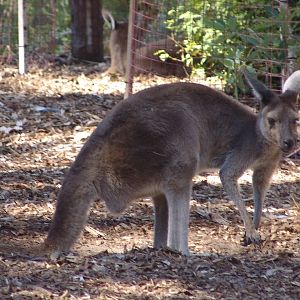 Western Grey Kangaroo (Macropus fuliginosus)