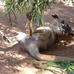 Red Kangaroo (Macropus rufus)