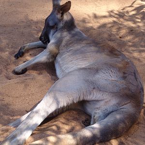 Red Kangaroo (Macropus rufus)