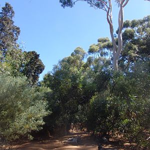 Overview of the 'Australian Bush-walk'.