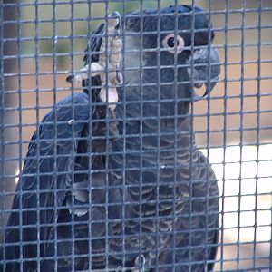 Short-Billed Black Cockatoo (Calyptorhynchus latirostris)