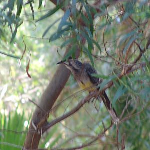 Wild Red Wattlebird (Anthochaera carunculata) at the zoo