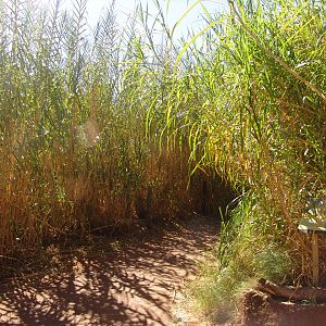 A path shrouded by Elephant grass (Pennisetum purpureum)