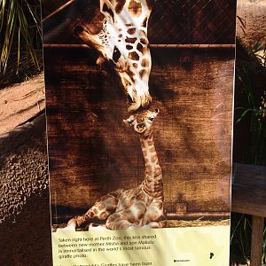 The famous 'Kiss' photograph was taken at the Perth Zoo!