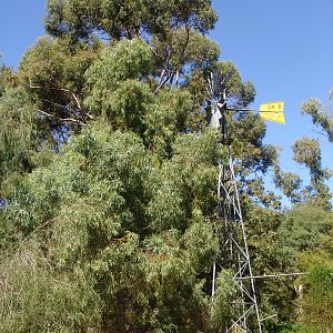 Overview of the Quakka's (Setonix brachyurus) and Numbat's (Myrmecobius fas