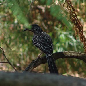 Wild Red Wattlebird (Anthochaera carunculata)