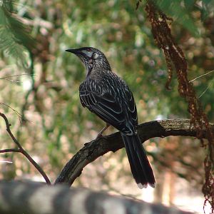 Wild Red Wattlebird (Anthochaera carunculata)