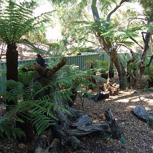 Enclosure of the Tasmanian Devil (Sarcophilus harrisii)