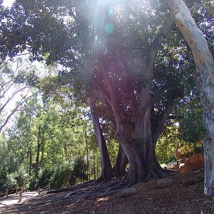 The 'Australian Bush-Walk' walk-through exhibit