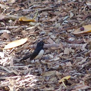 Wild Willy Wagtail (Rhipidura leucophrys) at the zoo