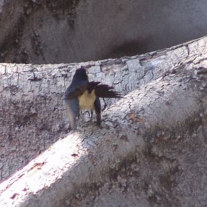 Wild Willy Wagtail (Rhipidura leucophrys) at the zoo