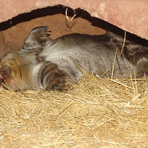 Southern Hairy-nosed Wombat (Lasiorhinus latifrons) sleeping