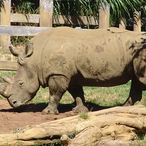 White Rhinoceros (Ceratotherium simum)