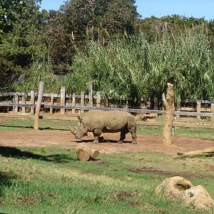 White Rhinoceros (Ceratotherium simum) enclosure