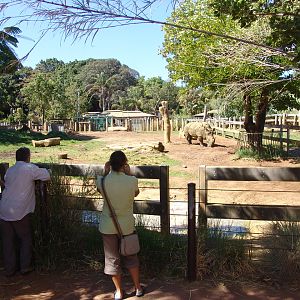 White Rhinoceros (Ceratotherium simum) enclosure