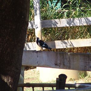 Wild Magpie-lark (Grallina cyanoleuca) at the zoo