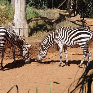 Grant's Zebras (Equus quagga boehmi)