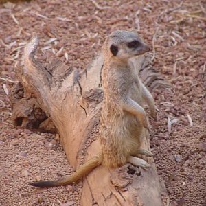 Meerkat (Suricata suricatta)