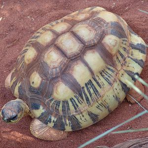 Radiated Tortoise (Astrochelys radiata)
