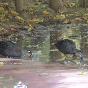 Wild Pacific Black Duck (Anas superciliosa)