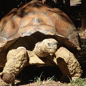 Galápagos Giant Tortoise (Chelonoidis nigra)