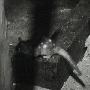 Northern Quoll (Dasyurus hallucatus)