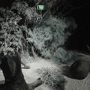 View of the Brush-tailed Bettongs' (Bettongia penicillata) and Boobook Owls