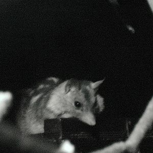 Northern Quoll (Dasyurus hallucatus)