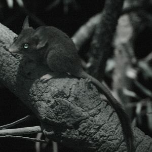 Red-tailed Phascogale (Phascogale calura)
