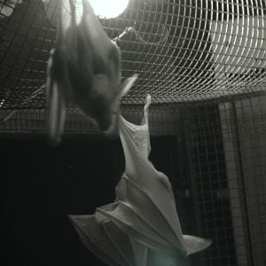 Ghost Bats (Macroderma gigas)