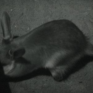 Bilby (Macrotis lagotis)