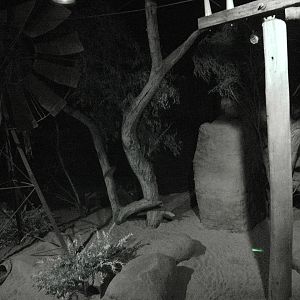 Bilby's (Macrotis lagotis) and Australian Owlet-nightjars' (Aegotheles cris