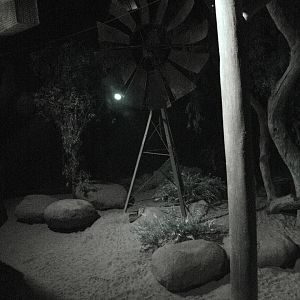 Bilby's (Macrotis lagotis) and Australian Owlet-nightjars' (Aegotheles cris