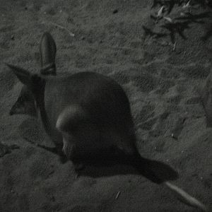Bilby (Macrotis lagotis)