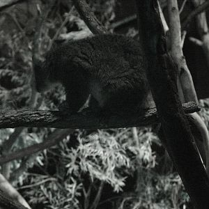 Western Ringtail Possum (Pseudocheirus occidentalis)