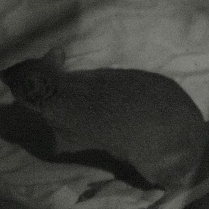 Southern Brown Bandicoot (Isoodon obesulus)