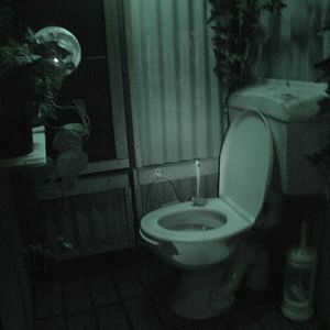 Interesting exhibit for the Australian Green Tree Frog (Litoria caerulea)