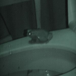 Australian Green Tree Frog (Litoria caerulea) in an interesting exhibit...