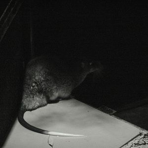 Rakali or Australian Water Rat (Hydromys chrysogaster)