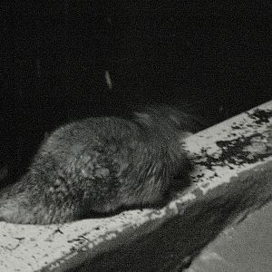 Rakali or Australian Water Rat (Hydromys chrysogaster)