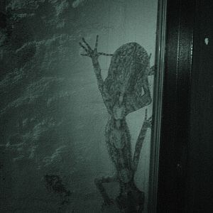 Rough-thraoted Leaf-tailed Gecko (Saltuarius salebrosus)