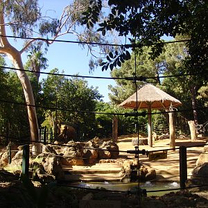 Enclosure of the Asian Elephants (Elephas maximus)