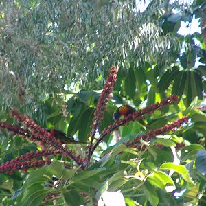 Wild Rainbow Lorikeets (Trichoglossus haematodus) feeding on nectar from bl