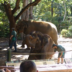 Asian Elephant (Elephas maximus) Show