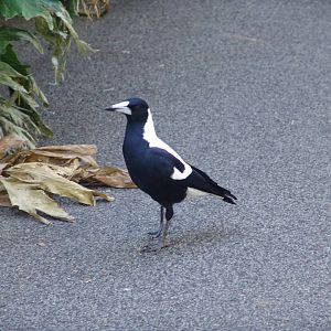 Wild Australian Magpie (Cracticus tibicen) at the zoo