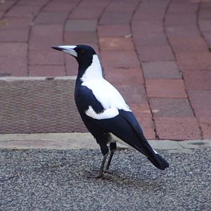 Wild Australian Magpie (Cracticus tibicen) at the zoo