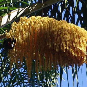Wild Rainbow Lorikeet (Trichoglossus haematodus) feeding on nectar of a blo