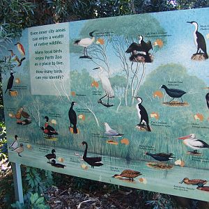Wild fowl at the zoo and city of Perth